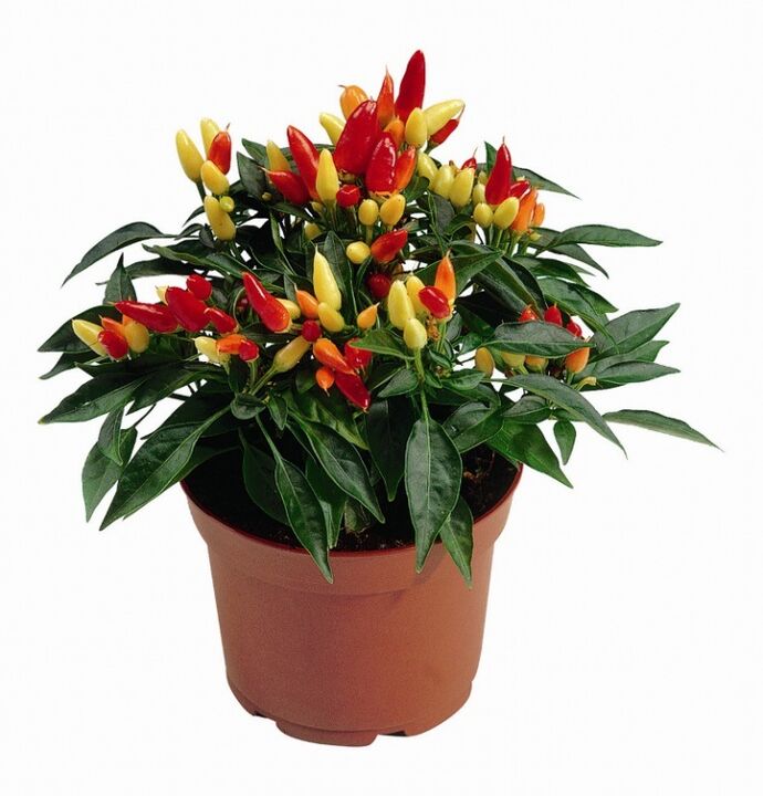 Pimienta Capsicum Paprika en HondroFrost para la poliartritis